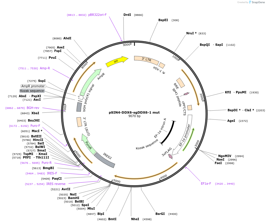 240009-plasmid-map-sequence-id-479097