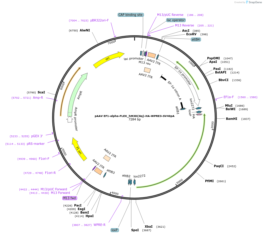 240285-plasmid-map-sequence-id-479125