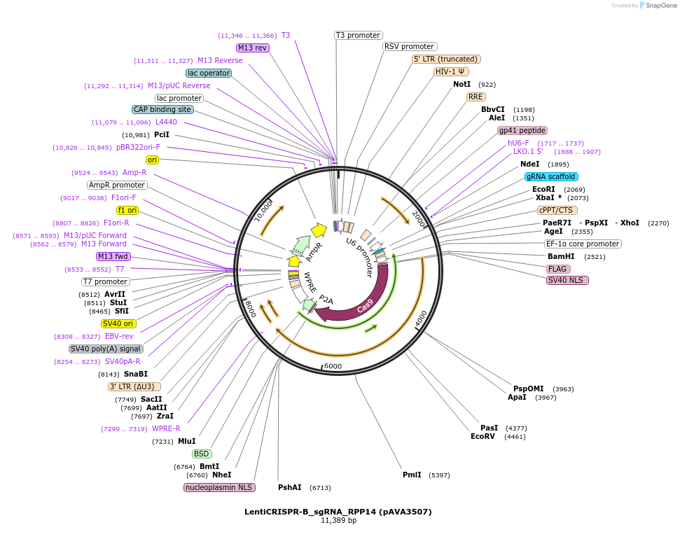 239317-plasmid-map-sequence-id-479133