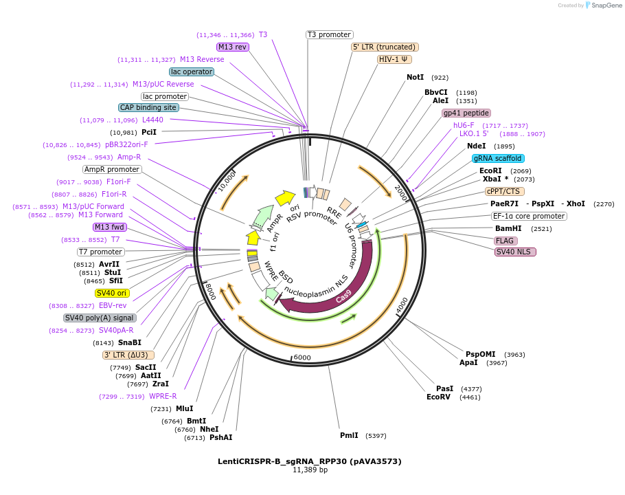 239318-plasmid-map-sequence-id-479147