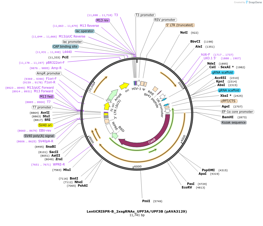 239329-plasmid-map-sequence-id-479156