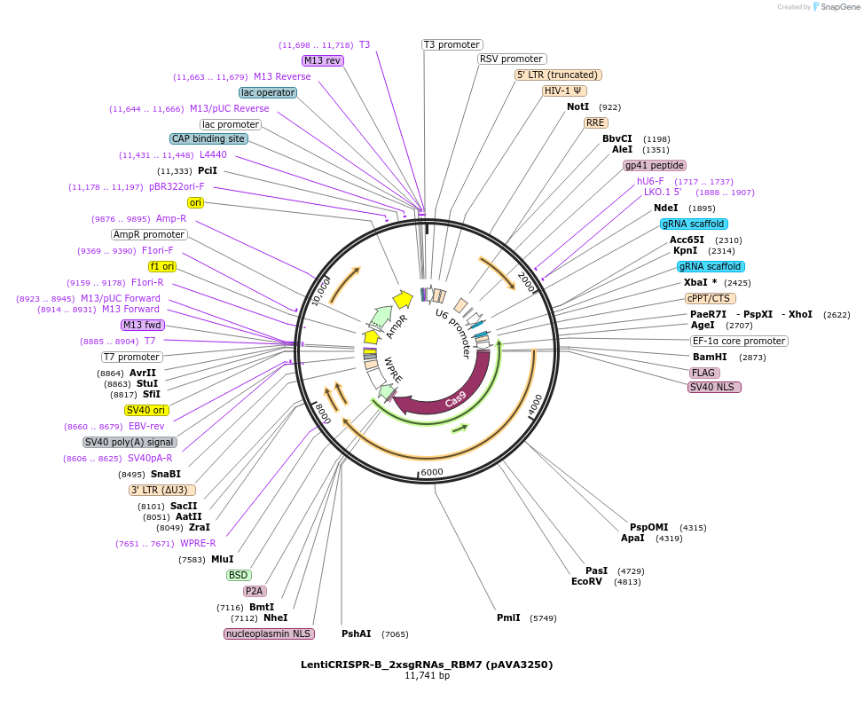 239322-plasmid-map-sequence-id-479162