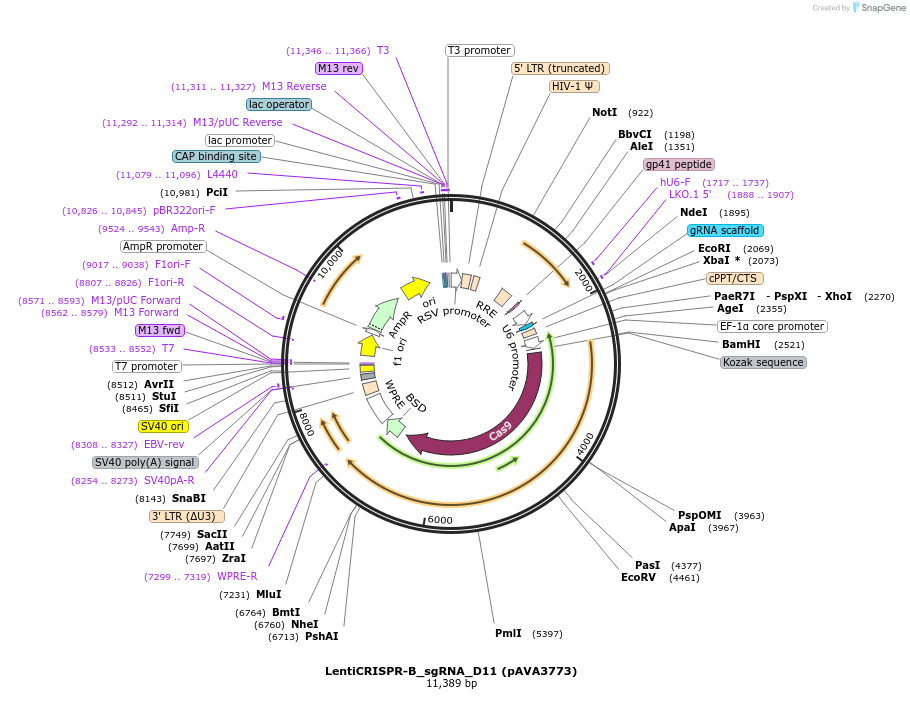239310-plasmid-map-sequence-id-479163