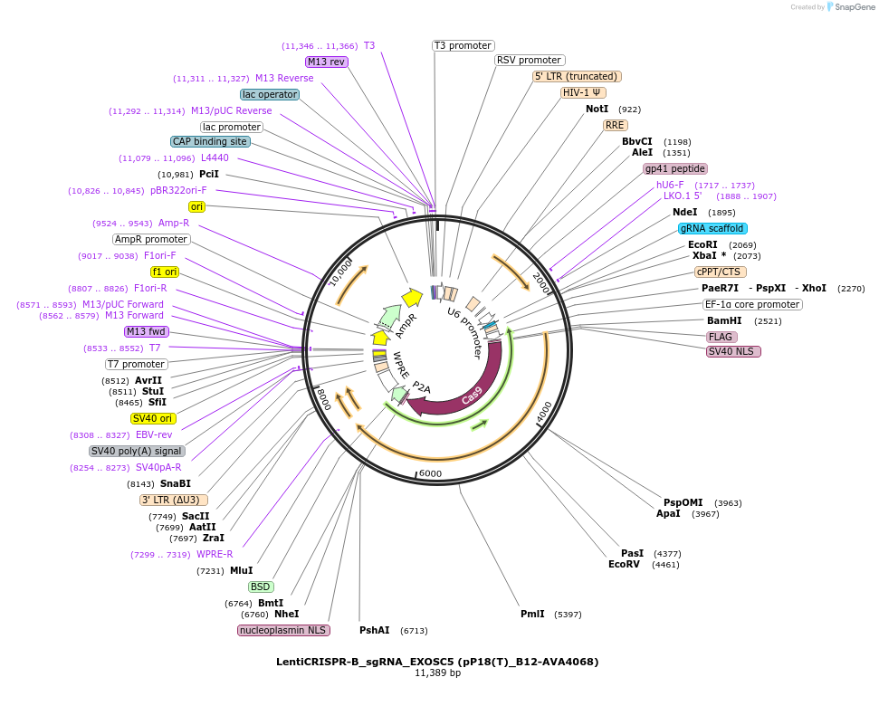 239303-plasmid-map-sequence-id-479172