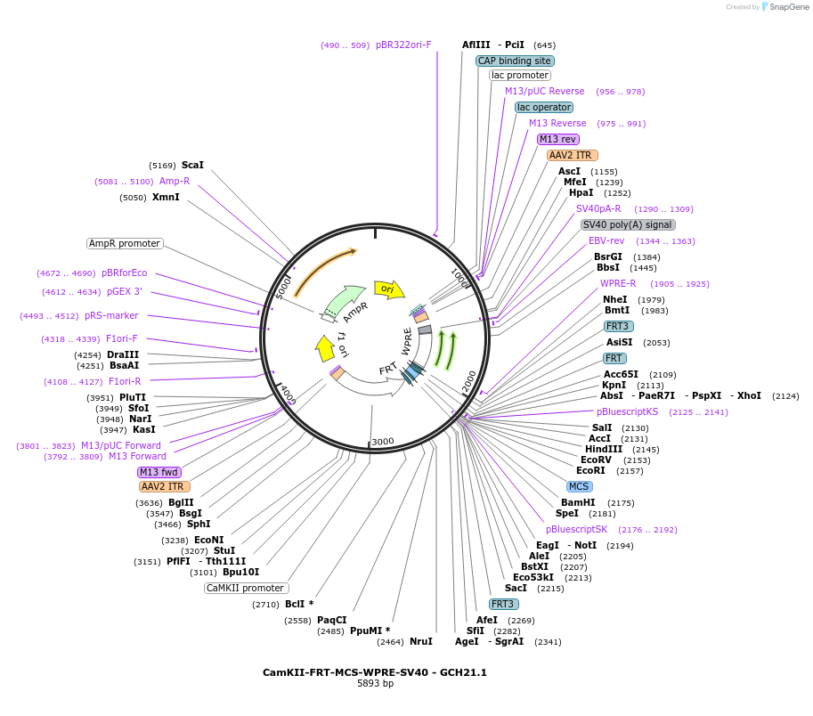 241329-plasmid-map-sequence-id-479178