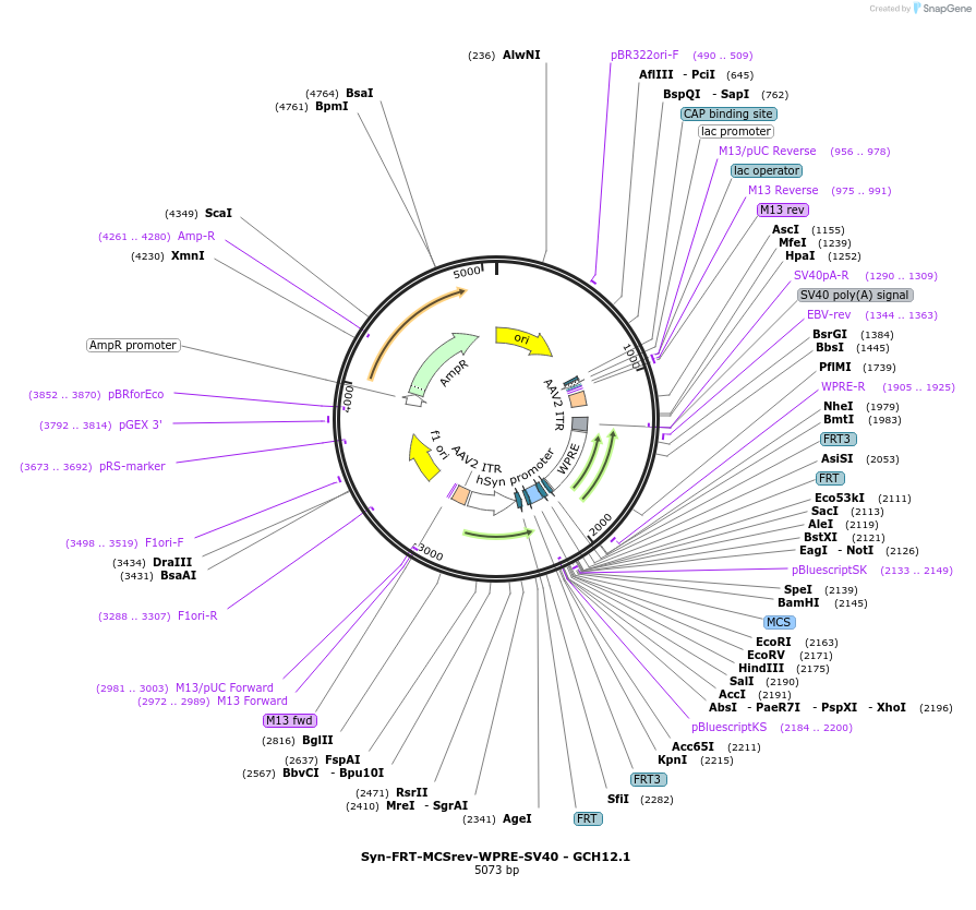 241333-plasmid-map-sequence-id-479188