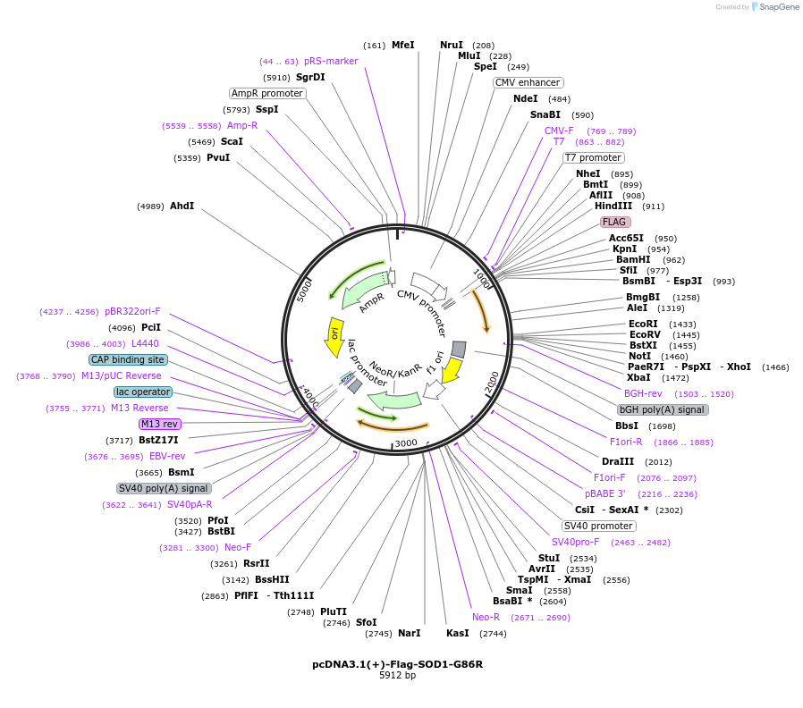 235663-plasmid-map-sequence-id-479192