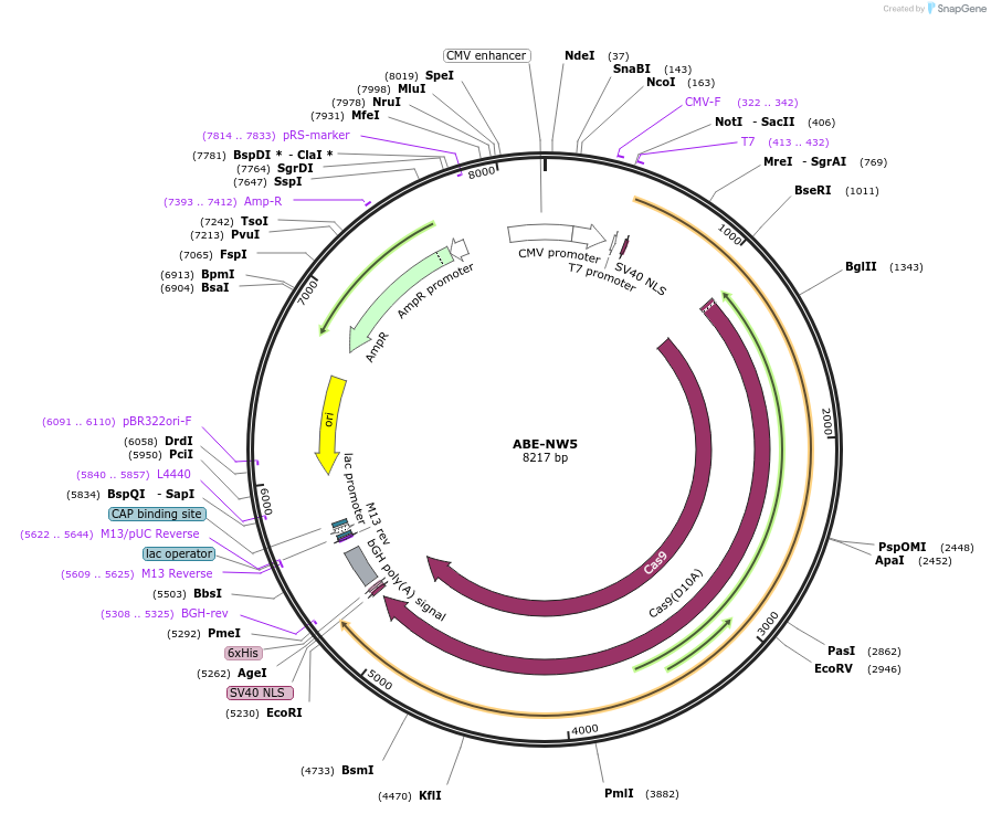 240619-plasmid-map-sequence-id-479209