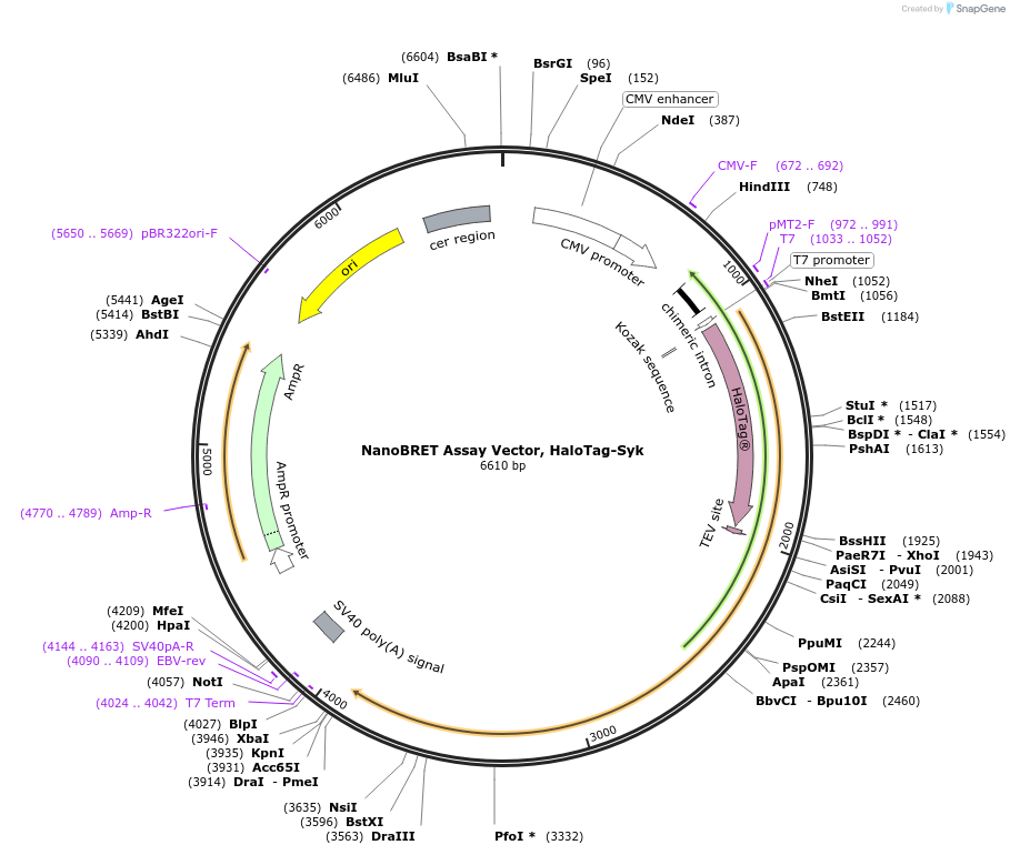 238720-plasmid-map-sequence-id-479215