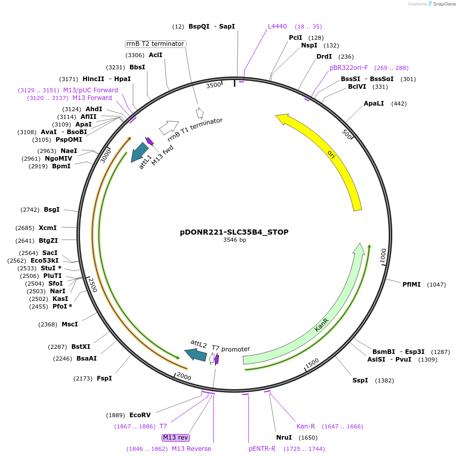 161241-plasmid-map-sequence-id-479334