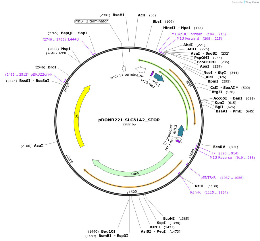 161290-plasmid-map-sequence-id-479345