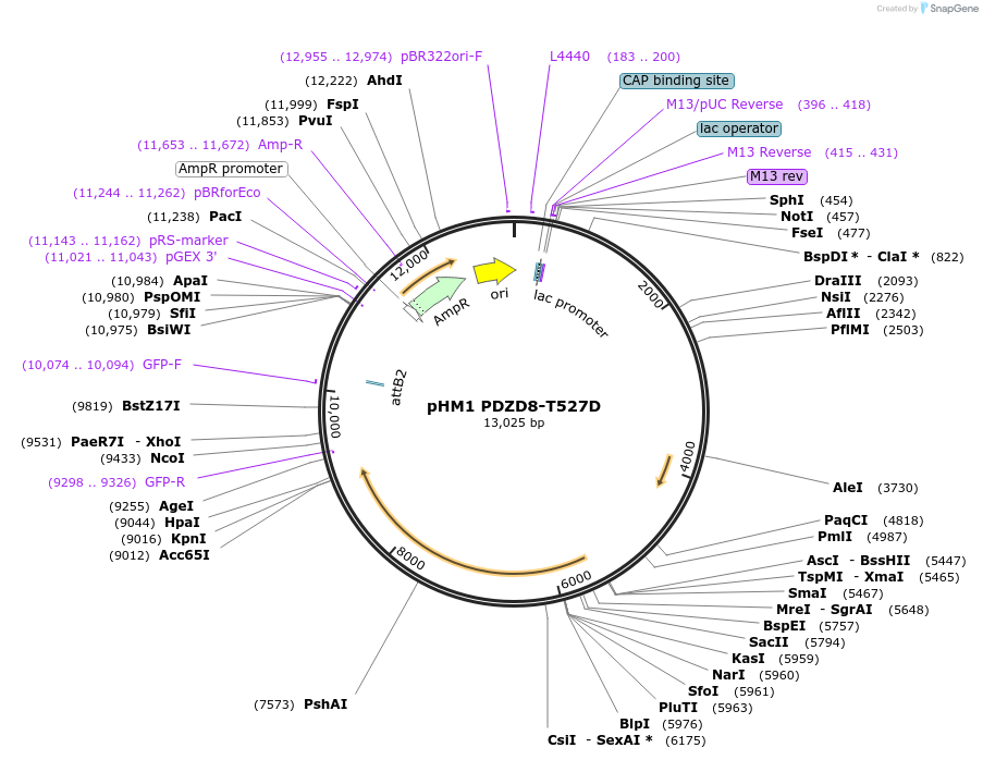 227834-plasmid-map-sequence-id-479446