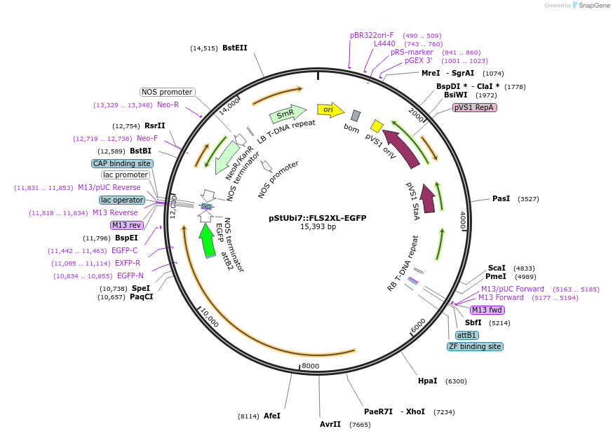 239620-plasmid-map-sequence-id-479465
