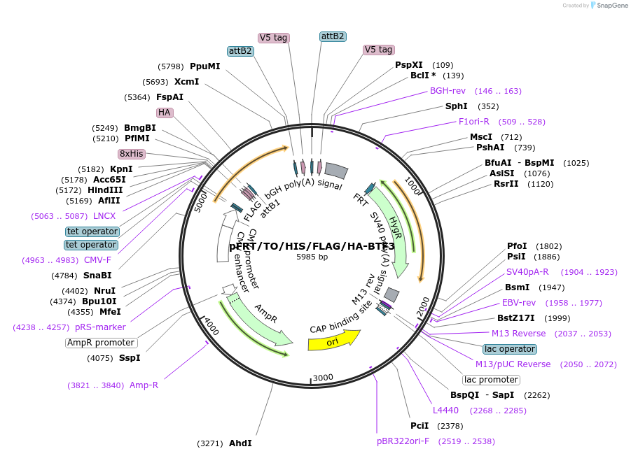 38075-plasmid-map-sequence-id-47958