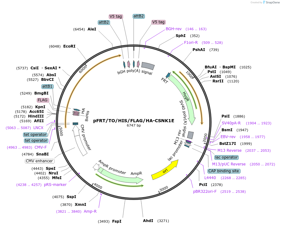 38078-plasmid-map-sequence-id-47961
