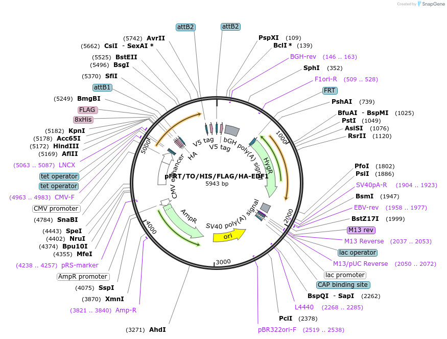38079-plasmid-map-sequence-id-47962