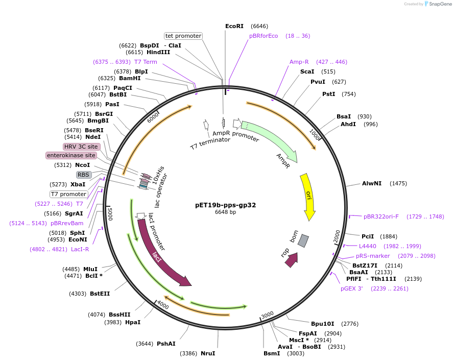 236044-plasmid-map-sequence-id-479630