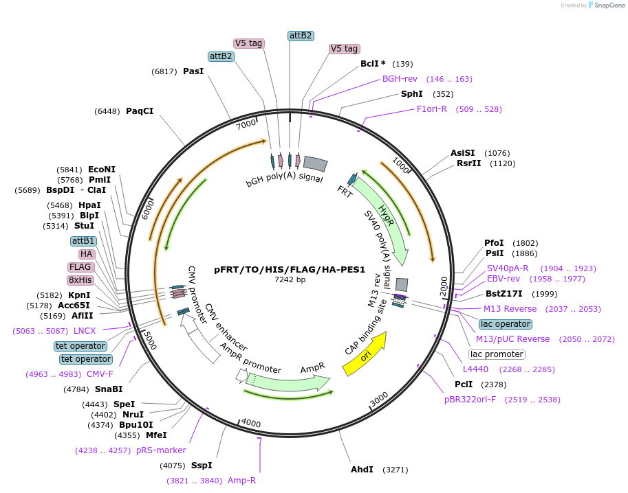 38085-plasmid-map-sequence-id-47969