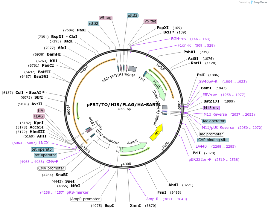 38087-plasmid-map-sequence-id-47971