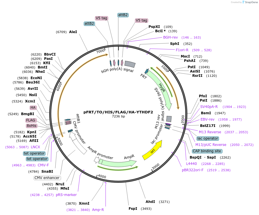 38089-plasmid-map-sequence-id-47972