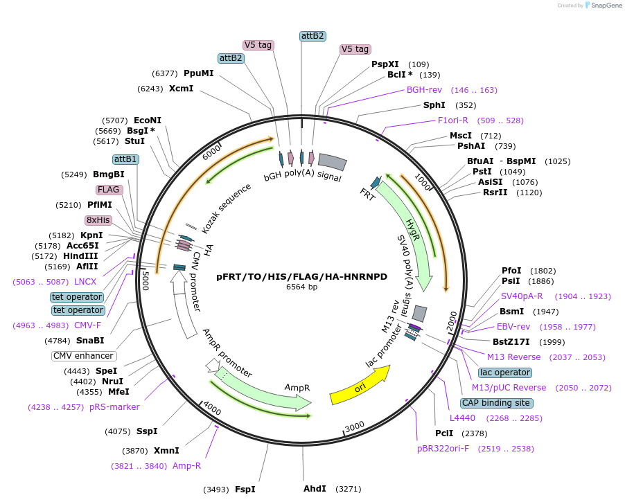 38066-plasmid-map-sequence-id-47974