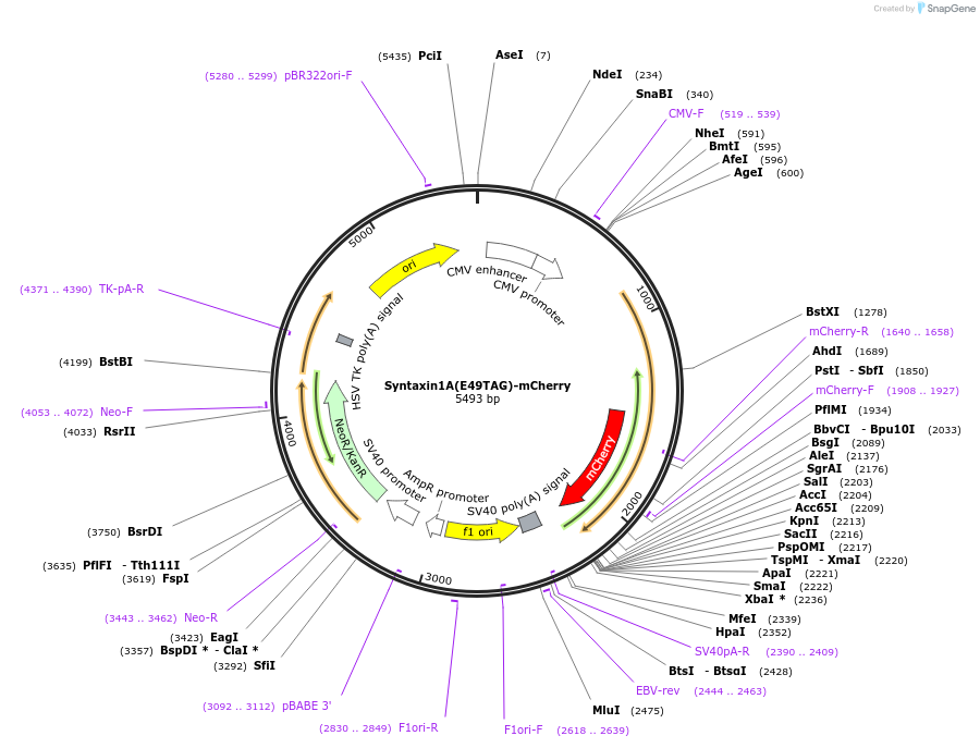 241291-plasmid-map-sequence-id-479762