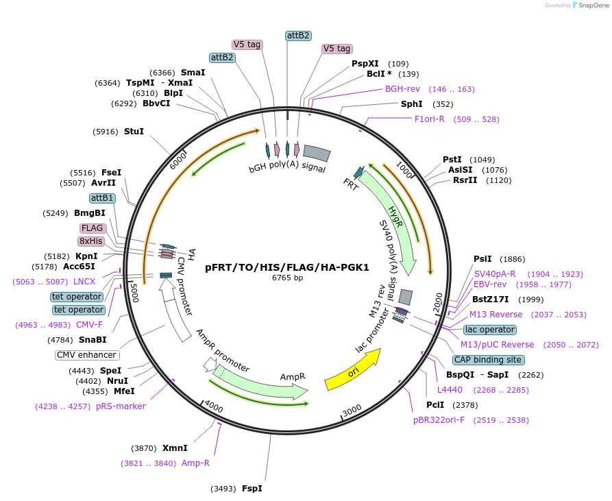38071-plasmid-map-sequence-id-47977