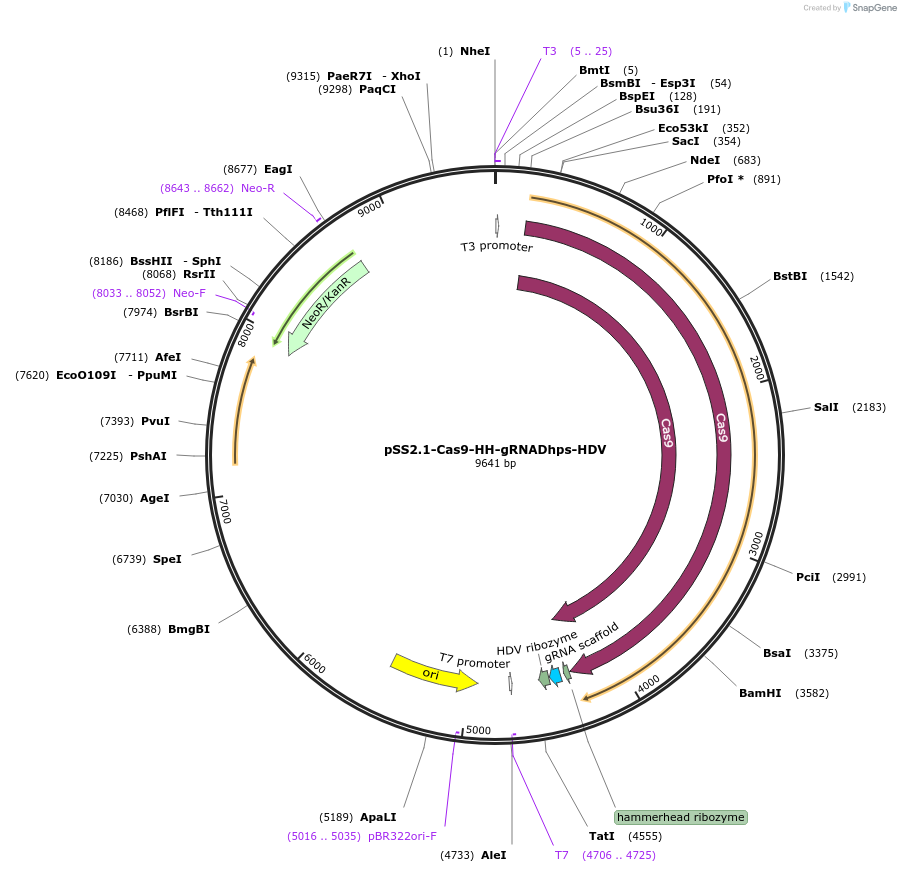 241015-plasmid-map-sequence-id-479775