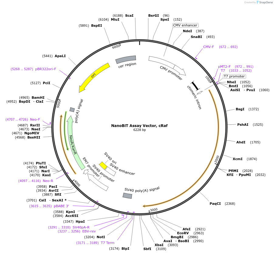 238797-plasmid-map-sequence-id-479829