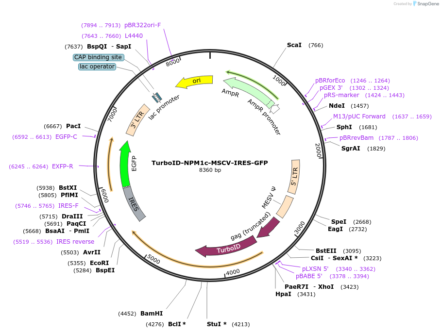 240130-plasmid-map-sequence-id-479874