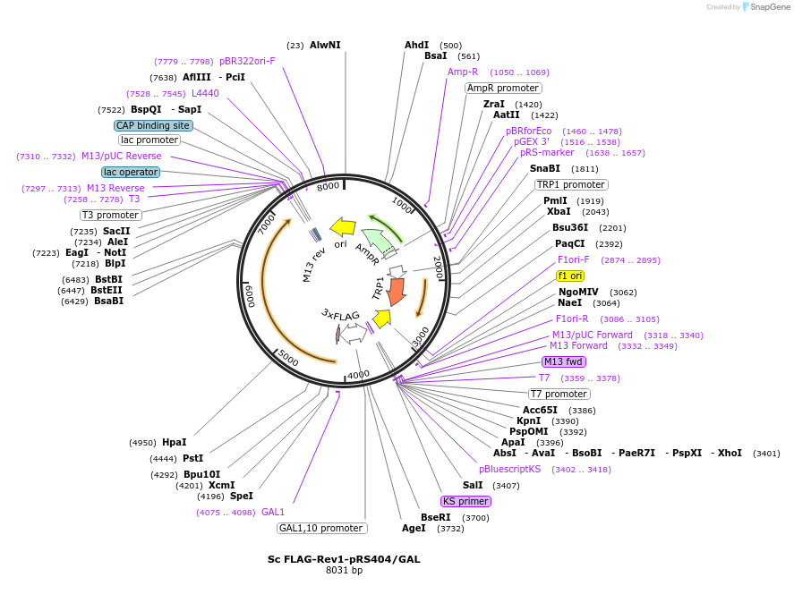241980-plasmid-map-sequence-id-479876