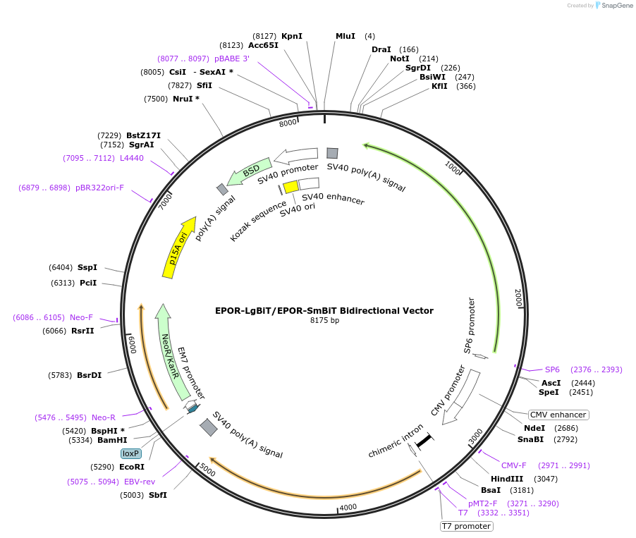 238776-plasmid-map-sequence-id-479908