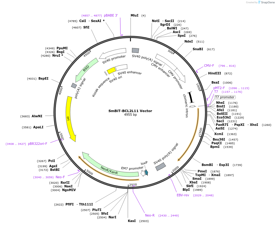 238804-plasmid-map-sequence-id-479916