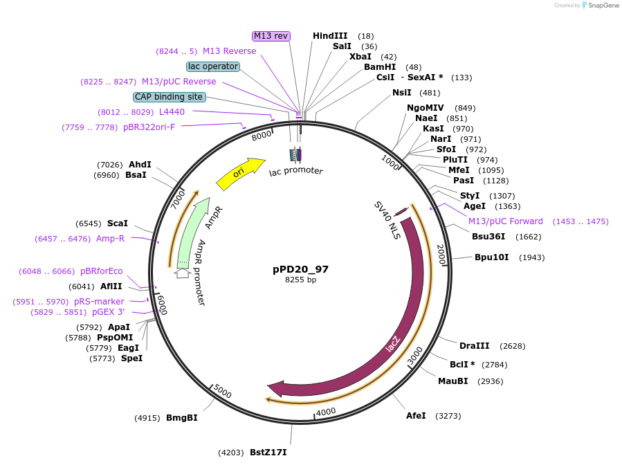 1437-plasmid-map-sequence-id-48