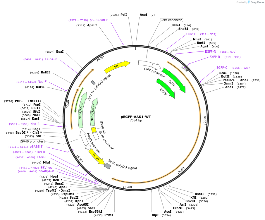 237898-plasmid-map-sequence-id-480236