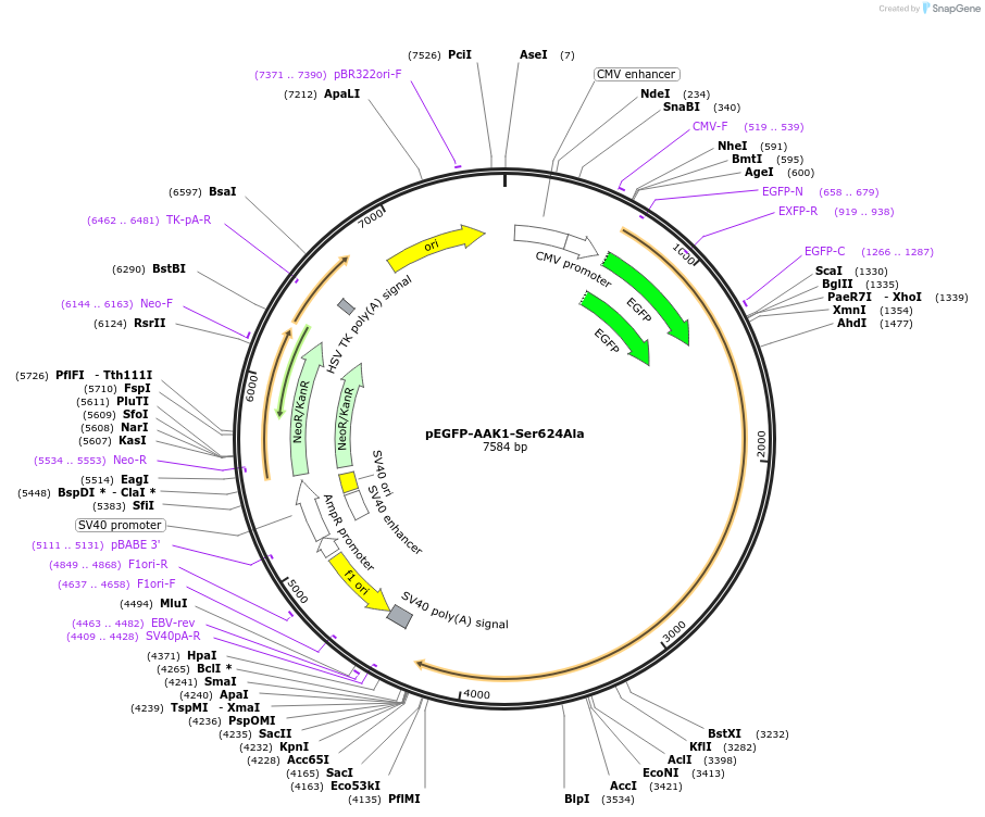 237899-plasmid-map-sequence-id-480237