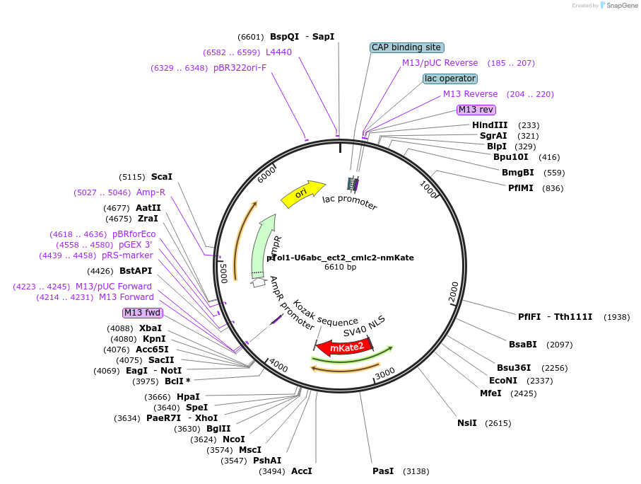 238410-plasmid-map-sequence-id-480244