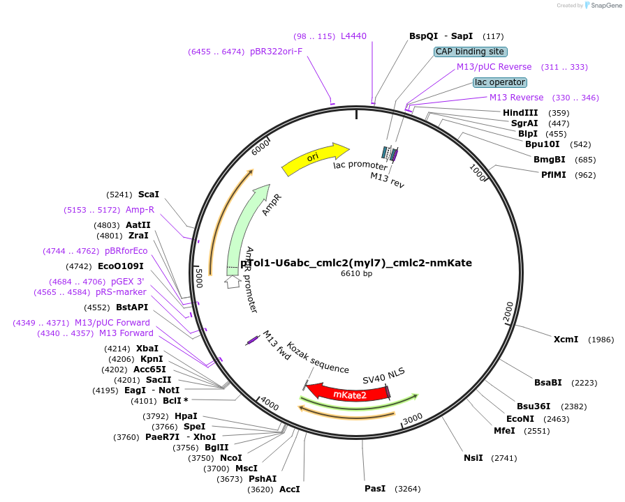 238374-plasmid-map-sequence-id-480246