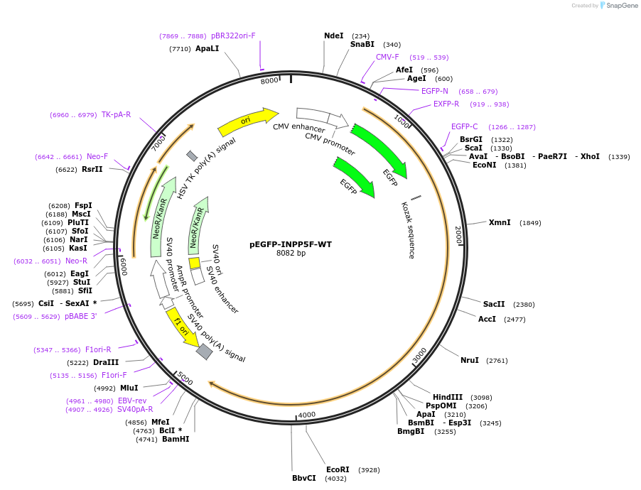 238070-plasmid-map-sequence-id-480248