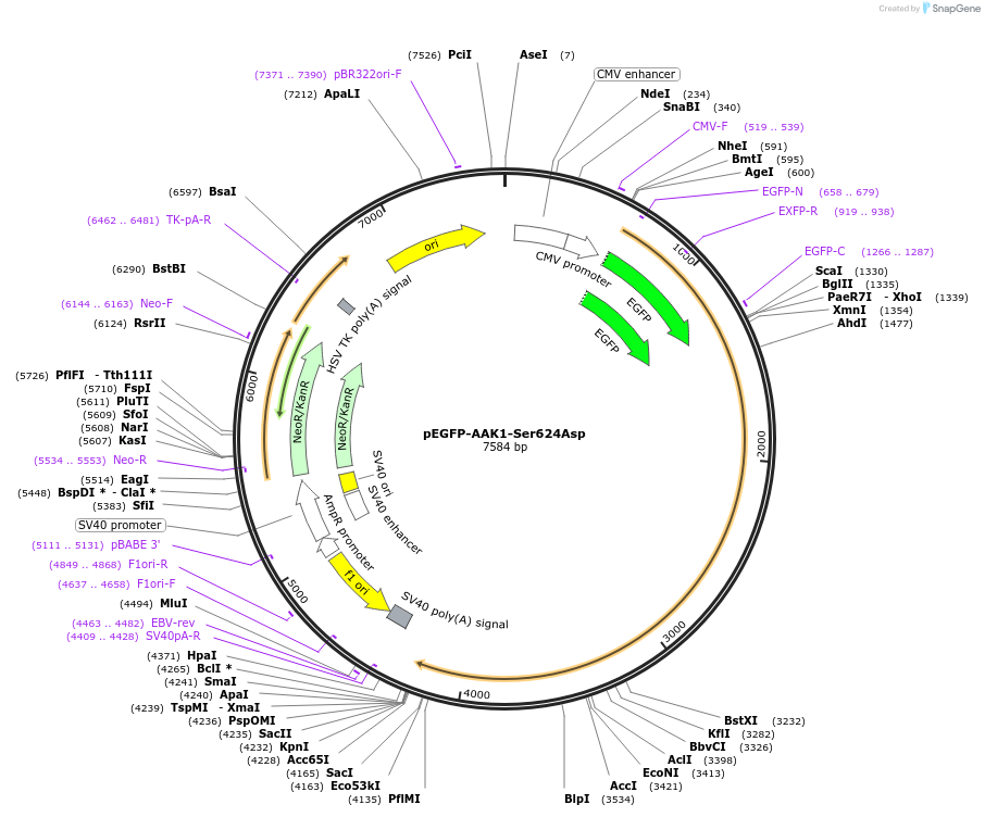 238069-plasmid-map-sequence-id-480264