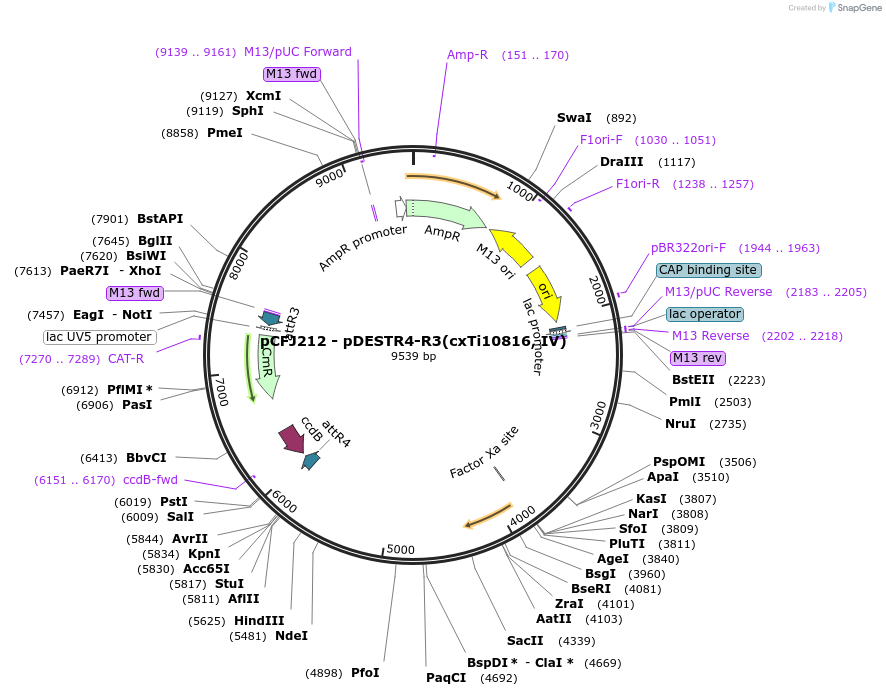 34864-plasmid-map-sequence-id-48050