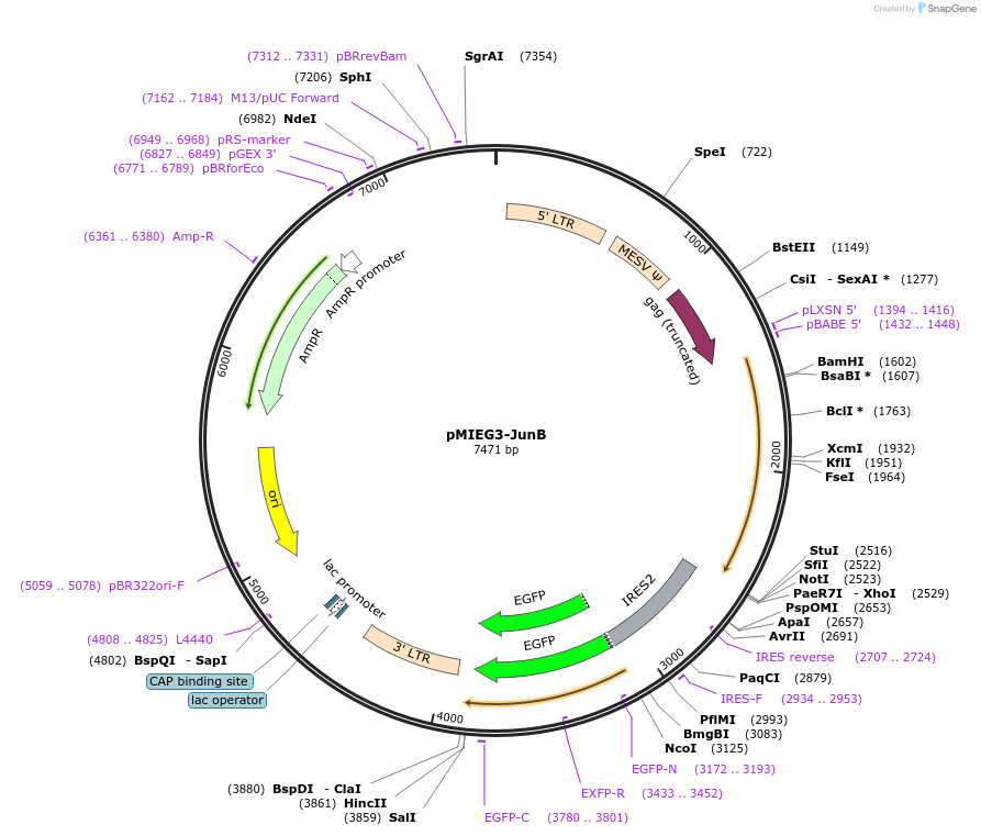 40349-plasmid-map-sequence-id-480525