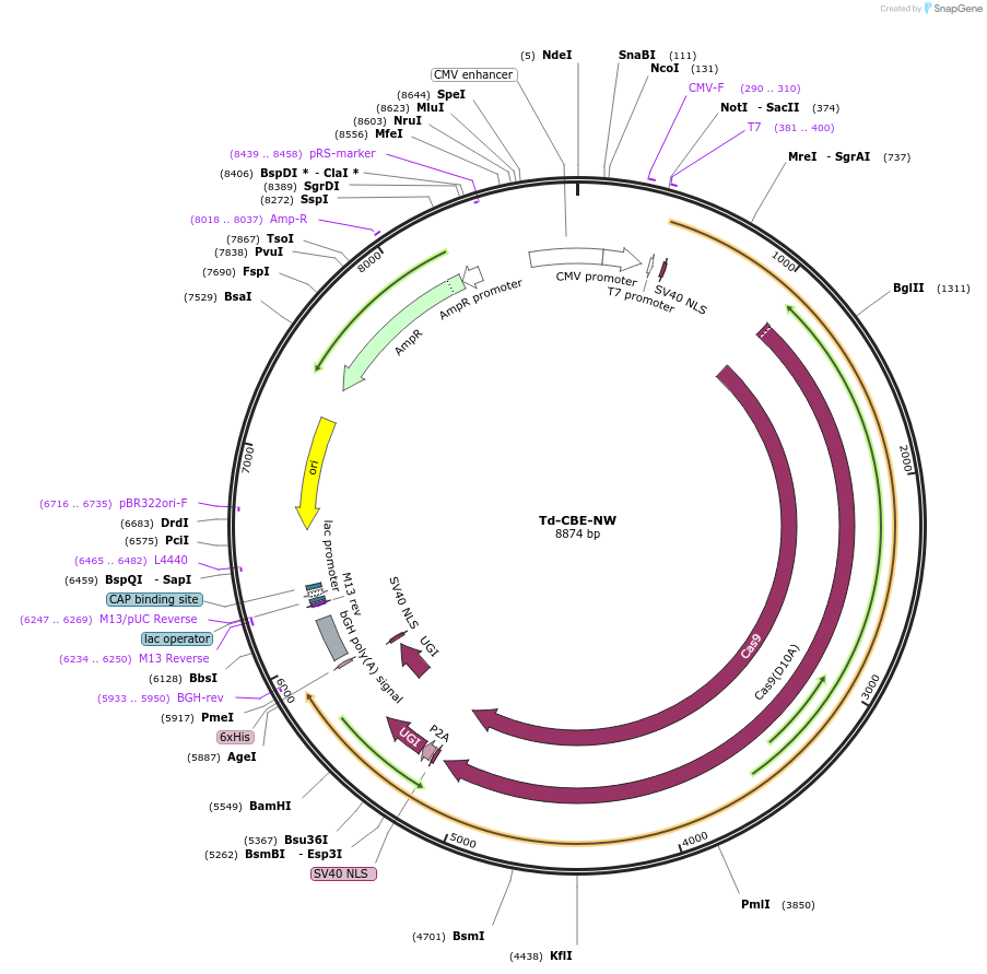 240623-plasmid-map-sequence-id-480852