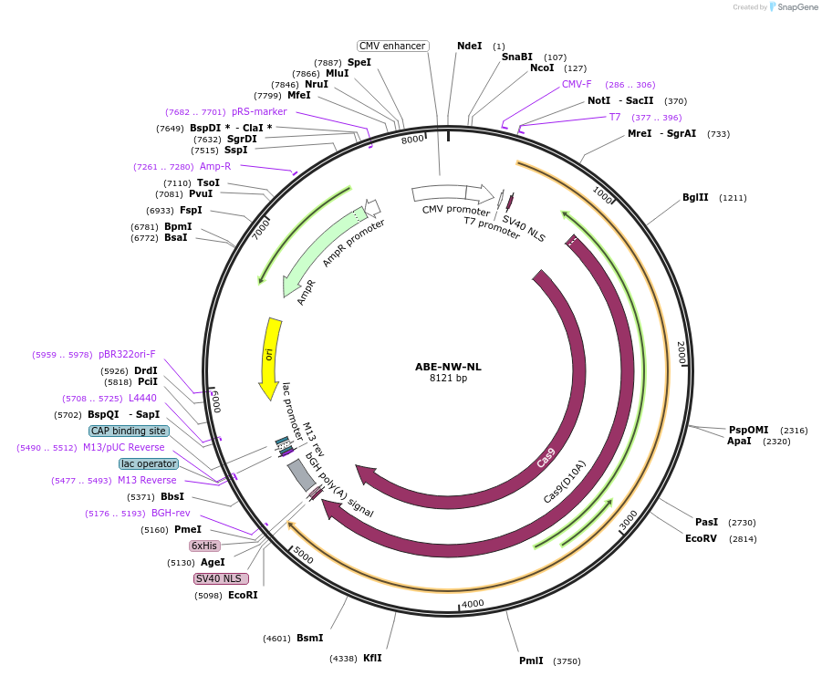 240621-plasmid-map-sequence-id-480853