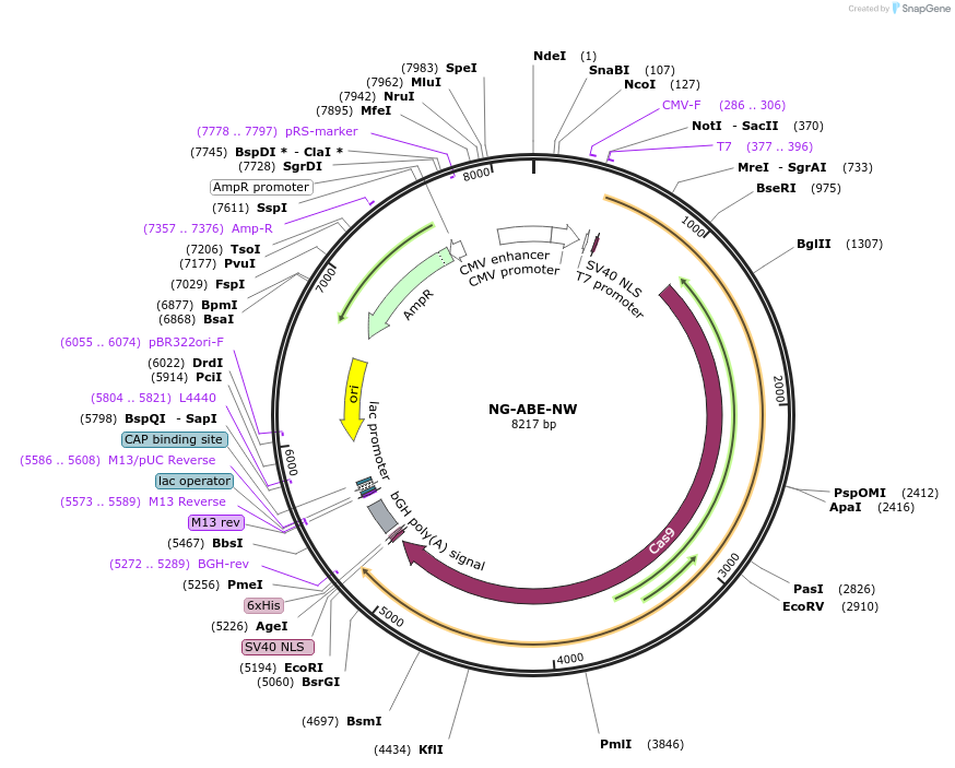 240622-plasmid-map-sequence-id-480855