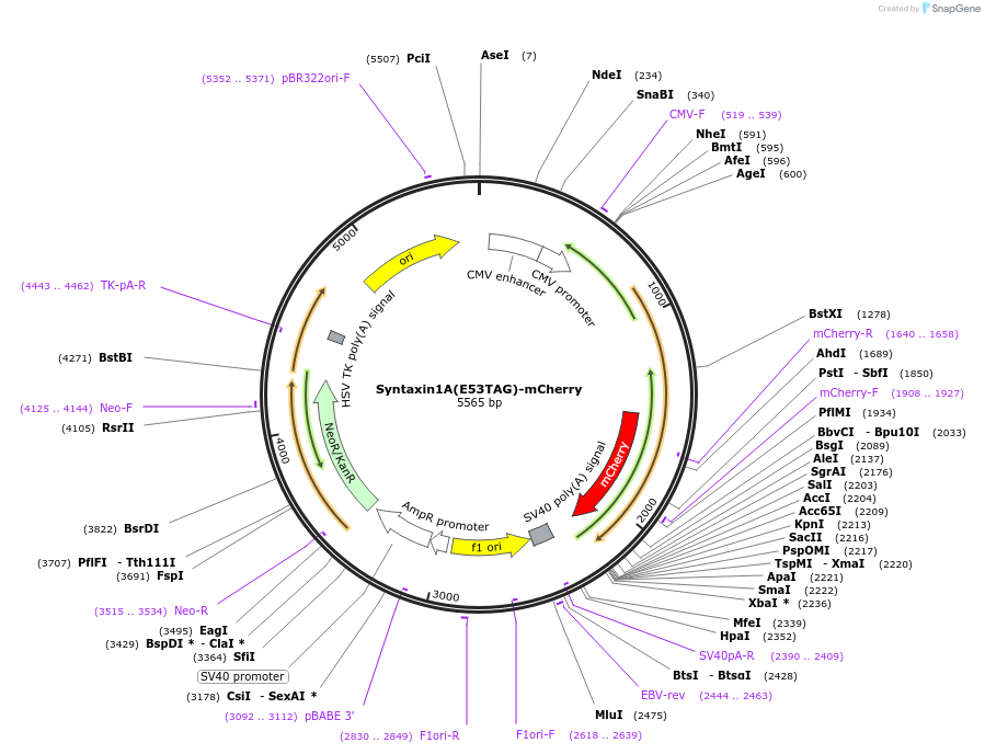 241293-plasmid-map-sequence-id-481087
