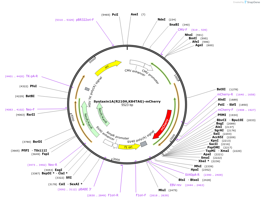 241298-plasmid-map-sequence-id-481093
