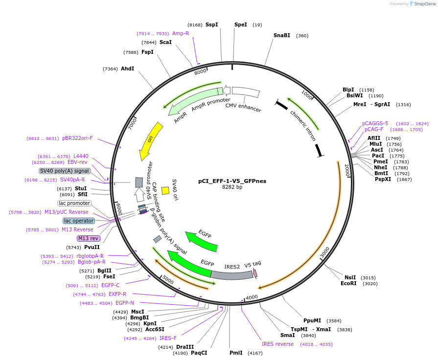 240504-plasmid-map-sequence-id-481102
