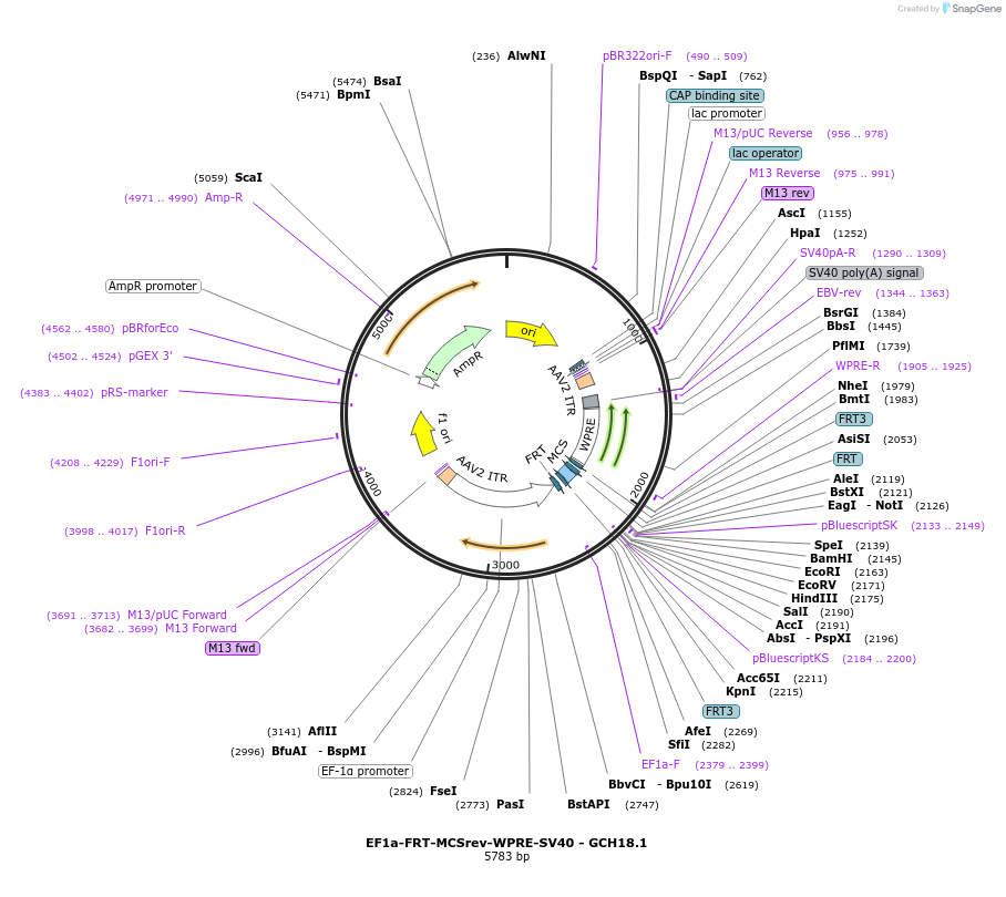 241334-plasmid-map-sequence-id-481119