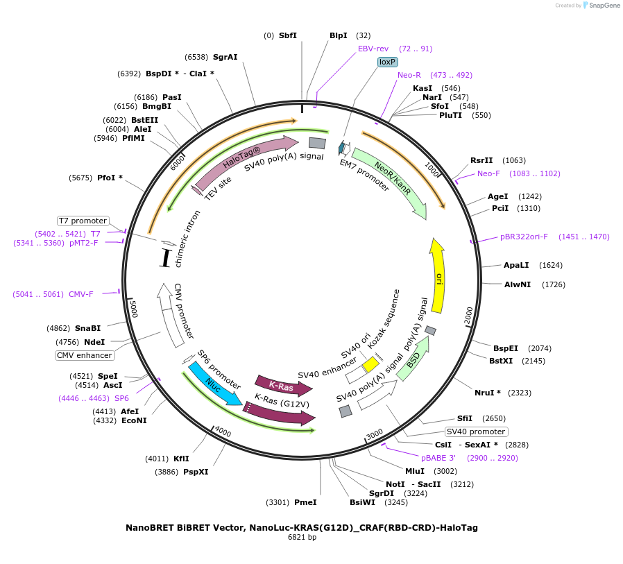 238576-plasmid-map-sequence-id-481207